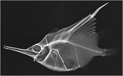 X-ray image of a fish