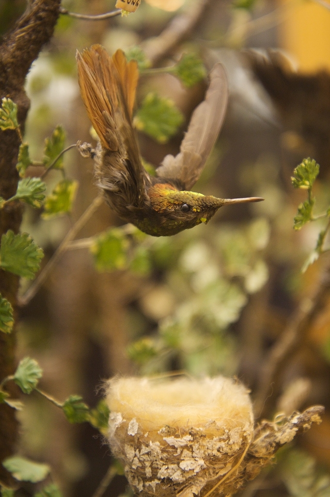 Taxidermy hummingbird, an example of some of the collections at the Museum