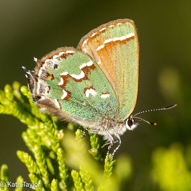 Butterfly on a blade of grass