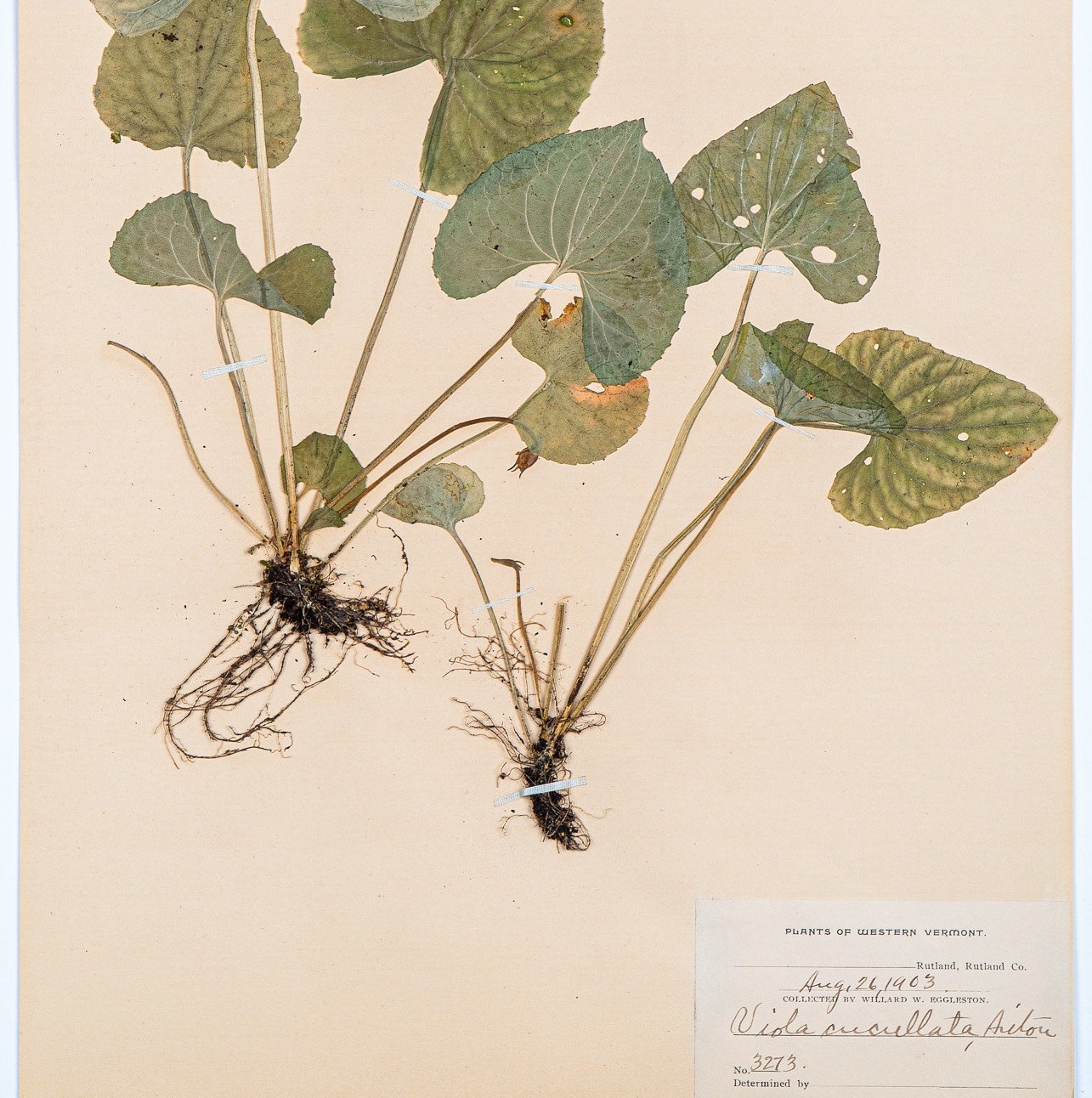 MW_herbarium
